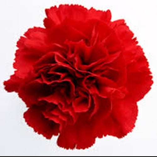 بذور زهرة القرنفل / ديانتس Dianthus caryophyllus