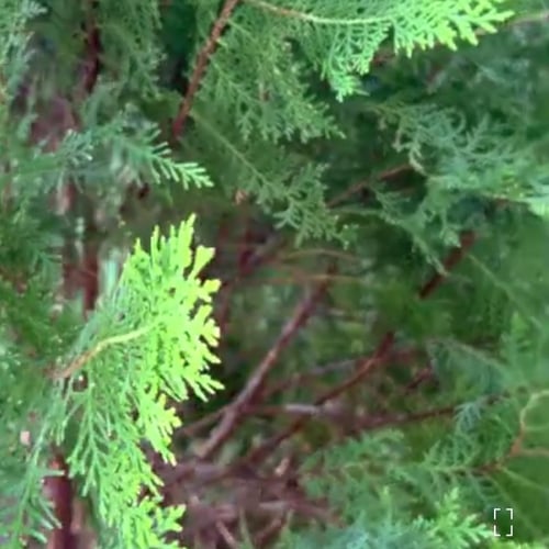 بذور شجرة الثويا Platycladus orientalis