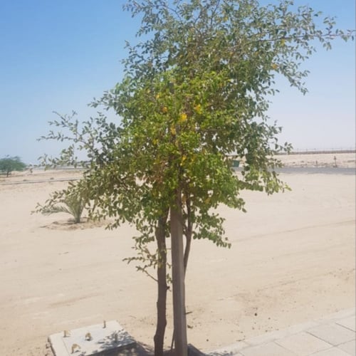 بذور شجرة السدر البلدي. النبق Ziziphus spina-chris...