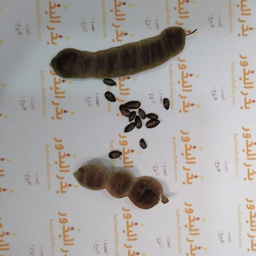 بذور كاسيا‬ ‫جلوكا ( Cassia glauca )