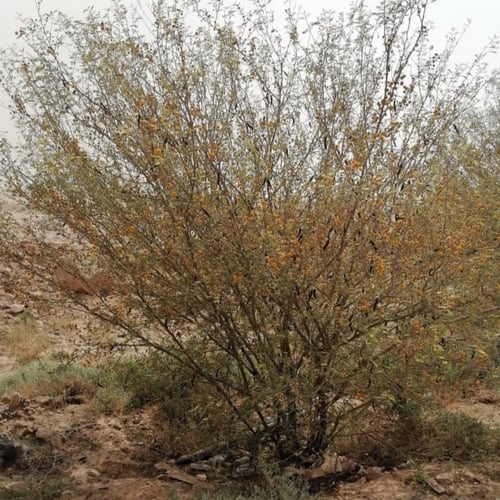 بذور شجرة طلح الفتنة - acacia farnesiana