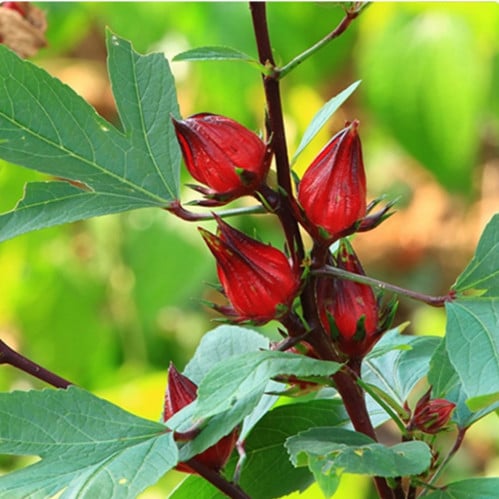 بذور شجرة الكركديه Hibiscus sabdariffa