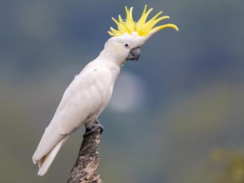 Cockatoo parrot with yellow crest