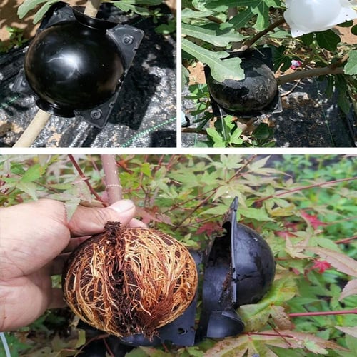 جهاز تاصيل النباتات عالي الضغط