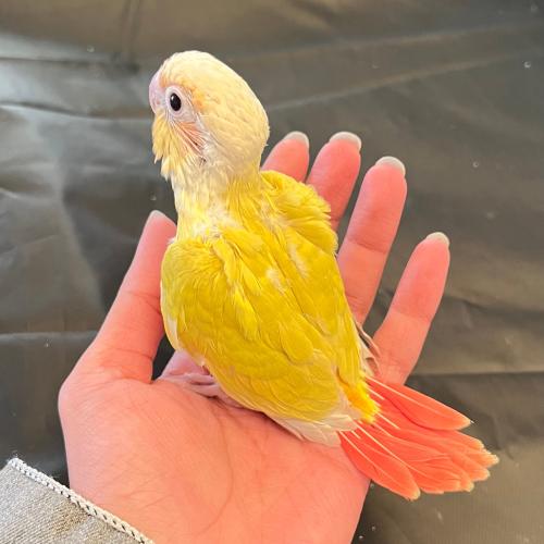 فرخ كنيور صن شيك