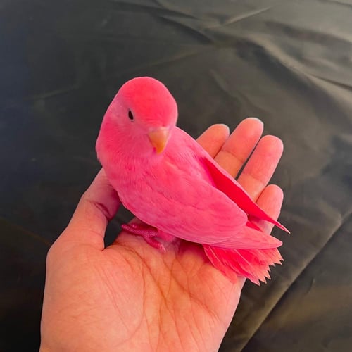 فرخ روز بينك