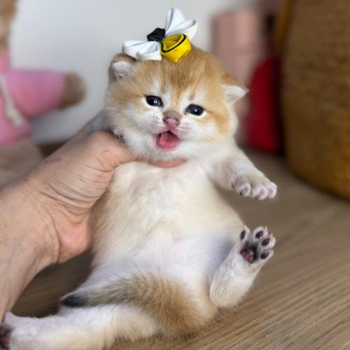 قط بريتش شورت هير ذكر للحجز لين الفطام| قطط بريتش...