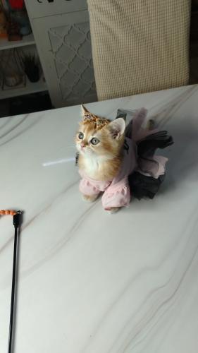 British cat for reservation in Jeddah | British cat for sale in the Eastern Province | Rare levels of British cats in the Kingdom...