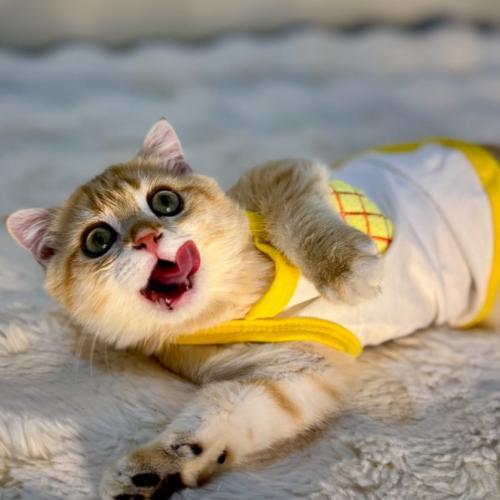 قط سكوتش فولد ذكر للبيع السعودية | أندر أنواع القط...