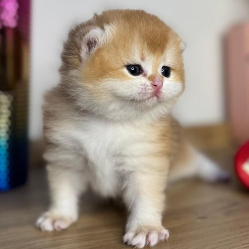 قط بريطاني للحجز بعمر ٣ أسابيع في الرياض | قط برتش...