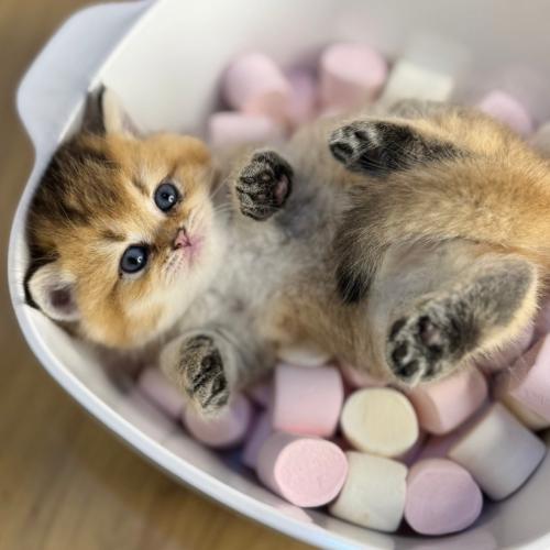 قط بريطاني شورت هير للحجز جدة| قطط برتش للبيع الري...