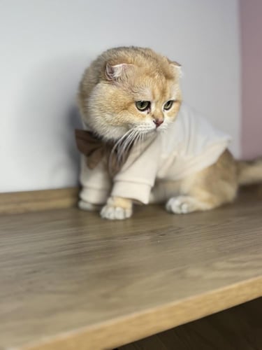 قط سكوتش فولد للبيع في الرياض | قطط سكوتش فولد للب...