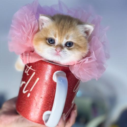 قطوه برتش للبيع الرياض | بسه برتش للبيع جدة | قطط...