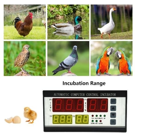Xm-18 ، حاضنة تحكم البيض ، أوتوماتيكي