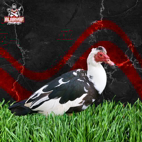 2 ذكر بط بلدي