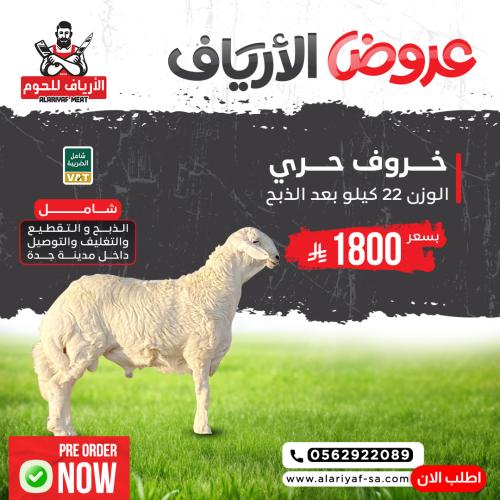 خروف حري كامل وزن لا يقل عن 22 ك بعد الذبح