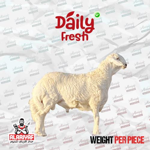 خروف حري كامل وزن لا يقل عن 26 ك بعد الذبح