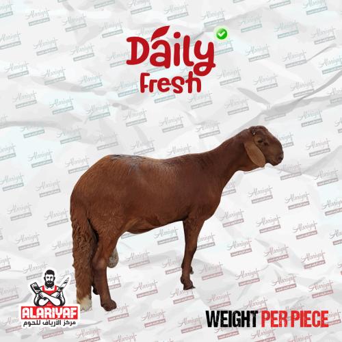 خروف سواكني حمري جذع وزن لا يقل عن 18 كيلو