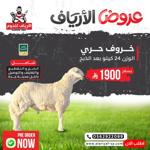 خروف حري كامل وزن لا يقل عن 24 ك بعد الذبح
