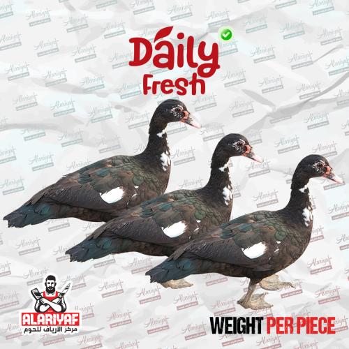 3 أنثى بط بلدي طازج - عرض خاص