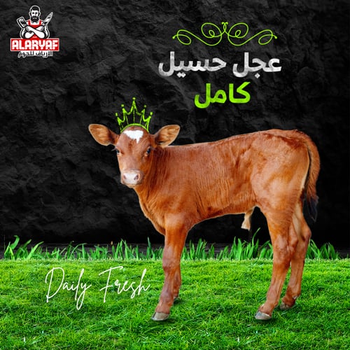 عجل بلدي وزن 125 كيلو