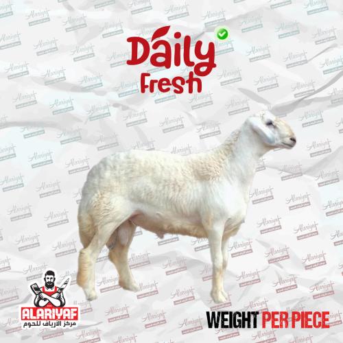 خروف حري كامل وزن لا يقل عن 20 ك بعد الذبح