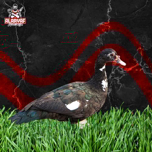 أنثى بط بلدي طازج