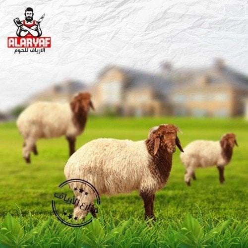 خروف نعيمي كامل وزن 28 كيلو بعد الذبح