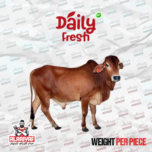 عجل بلدي وزن 90 كيلو