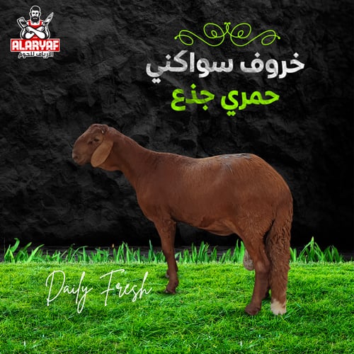 خروف سواكني حمري جذع وزن لا يقل عن 28 كيلو