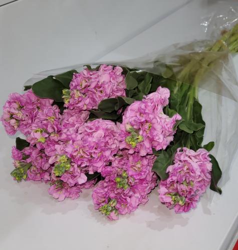 Metiola pink color