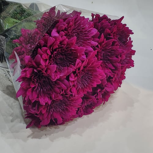 Dark Crimson Purple