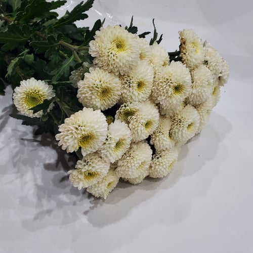White round cherry