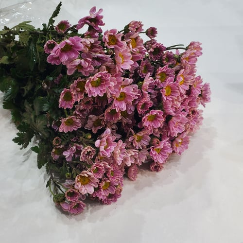 Pink Cherry Scent