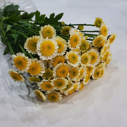 Yellow round cherry seed