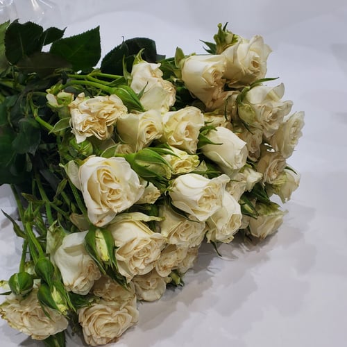 Baby white rose