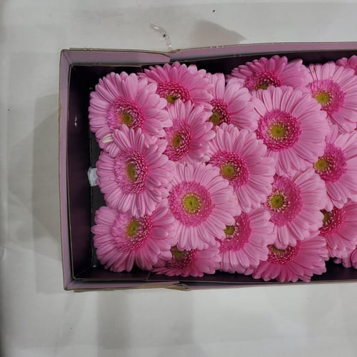 Pink Girebera hair ties, 10 pieces