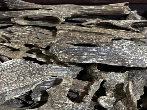 عود قواقع غابات فيتنامي طبيعي