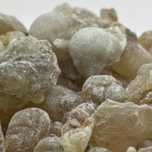 لبان ذكر عماني حوجري نخب أول قطفه اولى