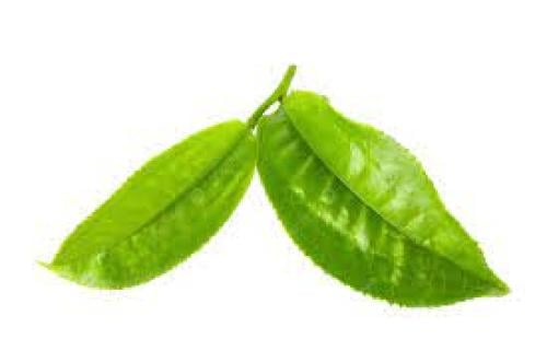 زيت عطري شاي اخضر ايطالي