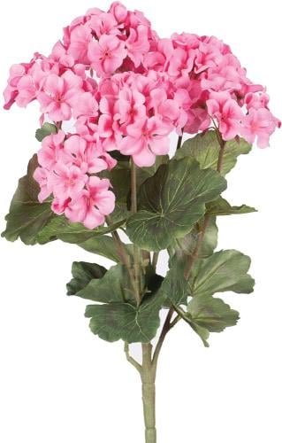 زيت إبرة الراعي العطري