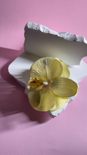 مساكة شعر زهرة الأوركيد أصفر