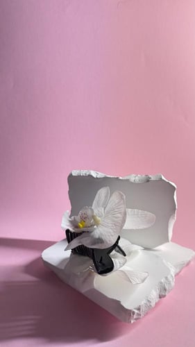 مساكة شعر زهرة الأوركيد أبيض