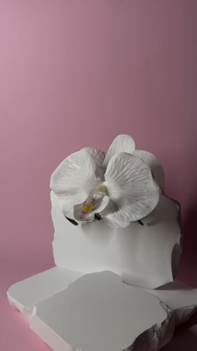 مساكة شعر زهرة الأوركيد أبيض