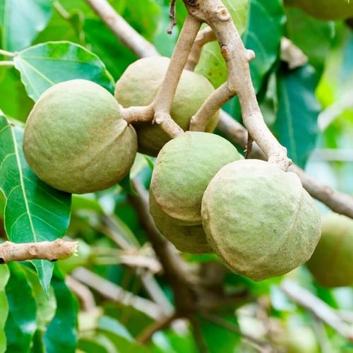 او جي اكس شامبو زيت الكوكوي مرطب للشعر ومنعم للتجا...