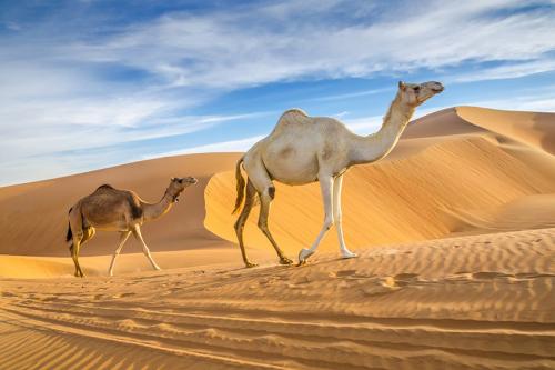 لوحة جدارية جمال عربية على كثبان رملية