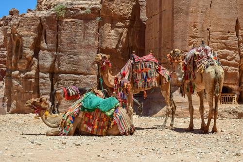 لوحة فنية مجموعة من الجمال العربية