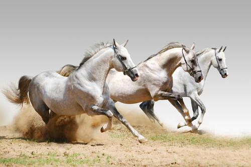 لوحة جدارية خيول تعدو في الصحراء