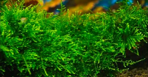 🌿 نبات الجافا موس (Java Moss)