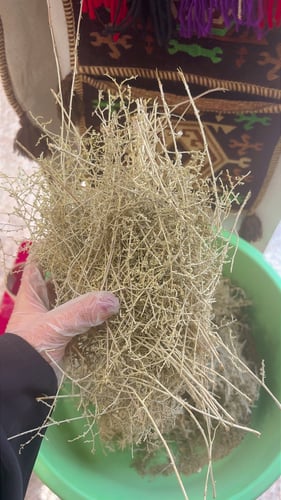 شيح ربطه